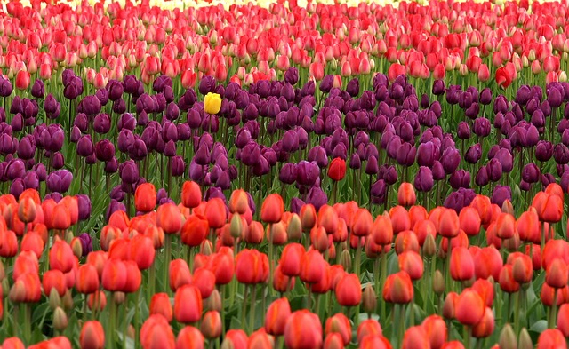 one yellow tulip among all other colors