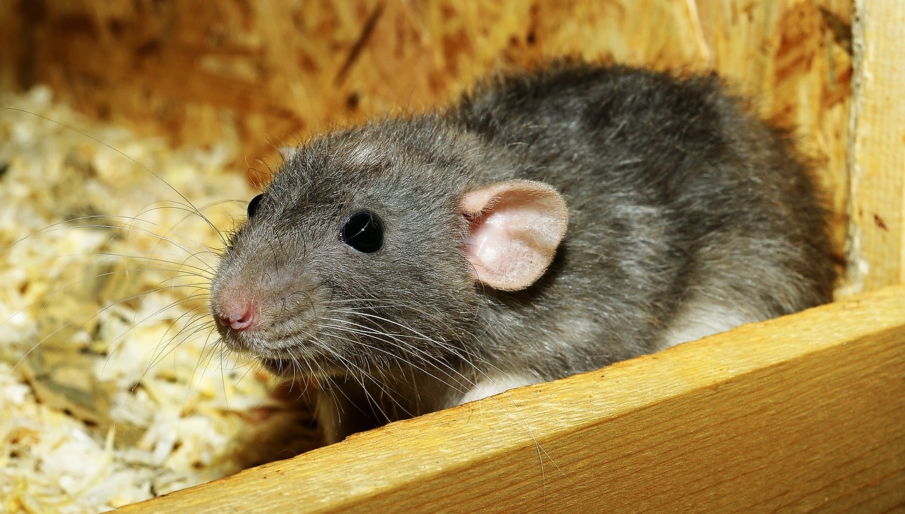 lab rat in sawdust