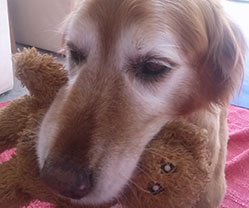 scoutie-with-toy-in-mouth